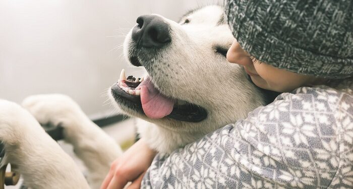 Переваги життя з домашніми улюбленцями