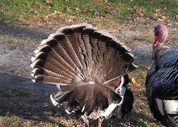 Індичі хвости: особливості та сфера застосування унікального продукту