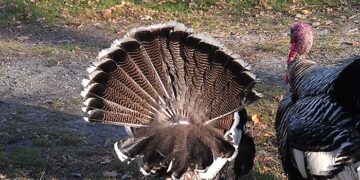 Індичі хвости: особливості та сфера застосування унікального продукту