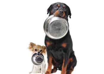 Основные разновидности и выбор кормов для собак: критерии и рекомендации ветеринаров