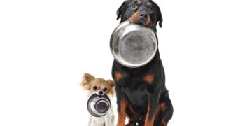 Основные разновидности и выбор кормов для собак: критерии и рекомендации ветеринаров