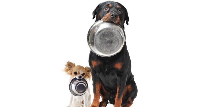 Основные разновидности и выбор кормов для собак: критерии и рекомендации ветеринаров