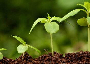 Регулятор росту рослин: правила застосування та переваги