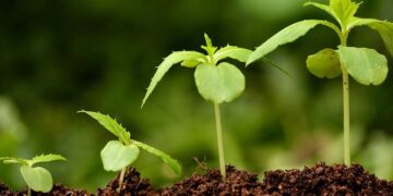 Регулятор росту рослин: правила застосування та переваги