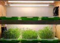 Вирощування мікрозелені під фітолампами: нові можливості для домашнього садівництва