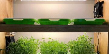 Вирощування мікрозелені під фітолампами: нові можливості для домашнього садівництва