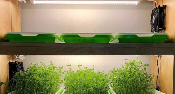 Вирощування мікрозелені під фітолампами: нові можливості для домашнього садівництва
