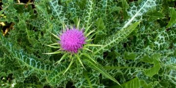 Що за рослина розторопша: характерні властивості та користь застосування