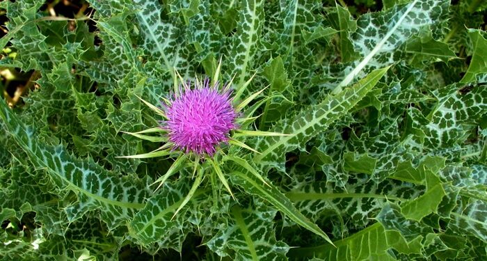 Що за рослина розторопша: характерні властивості та користь застосування