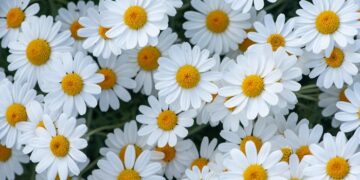 Лікувальні властивості ромашки, переваги та правила застосування