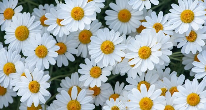 Лікувальні властивості ромашки, переваги та правила застосування