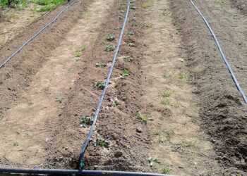 Поради щодо вибору крапельної стрічки з урахуванням типу ґрунту, клімату та рослин