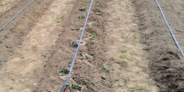 Поради щодо вибору крапельної стрічки з урахуванням типу ґрунту, клімату та рослин