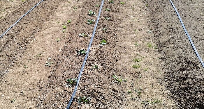 Поради щодо вибору крапельної стрічки з урахуванням типу ґрунту, клімату та рослин