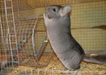 Как правильно ухаживать за шерстью шиншиллы: шампуни, пудры и щетки