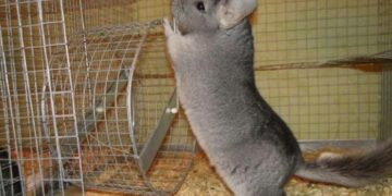 Как правильно ухаживать за шерстью шиншиллы: шампуни, пудры и щетки