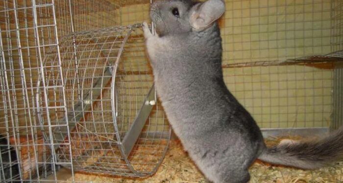 Как правильно ухаживать за шерстью шиншиллы: шампуни, пудры и щетки