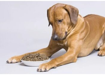 Выбираем лучший готовый корм для собак