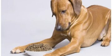Выбираем лучший готовый корм для собак