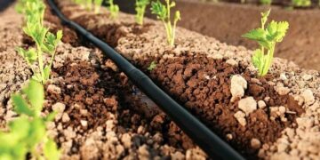 Крапельна стрічка для грамотної організації поливу – ключові переваги та вибір